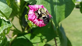 蜜蜂,花,自然