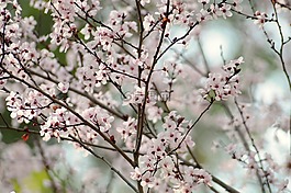 櫻桃,開(kāi)花,春