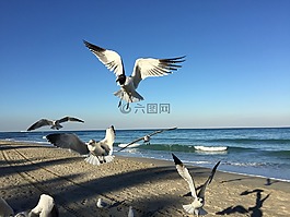 海鷗,海灘,海岸