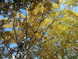 秋性質(zhì),秋birch,秋日