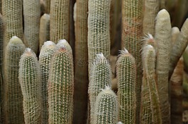 仙人掌,沙漠,刺