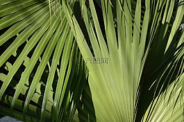 棕櫚,葉子,樹(shù)