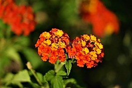 花,鮮花,顏色