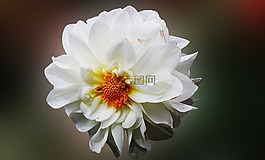 大丽花,鲜花,白