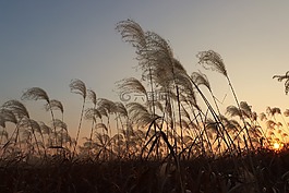 大自然,草坪,日落