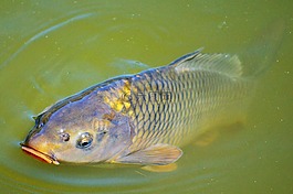 鯉魚,魚,出現(xiàn)