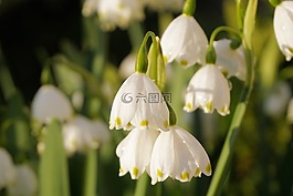 鮮花,春天,性質(zhì)