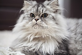 貓,可愛,灰