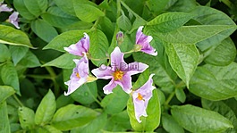 马铃薯,花,开花