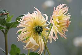 鮮花,花,花園