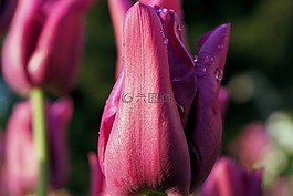 郁金香,花,開花
