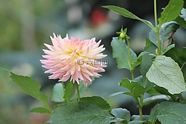 花,花園,入戶花園