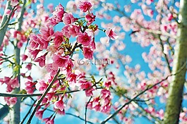 櫻花,花,粉紅