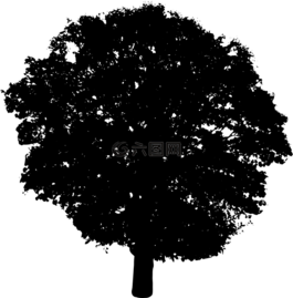 樹,布什,自然