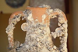 jar,貽貝,博物館