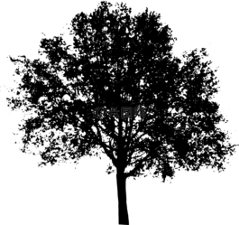 树,布什,自然