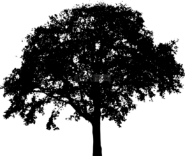 树,布什,自然