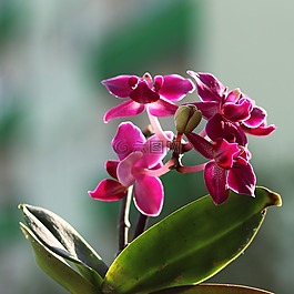 蘭花,花,粉紅色