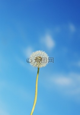 蒲公英,花,廠(chǎng)