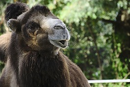 駱駝,動(dòng)物園,王冠