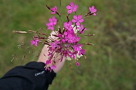 鮮花,花束,紫色