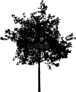 樹,布什,自然