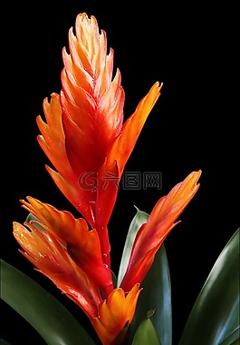 鳳梨,紅色,菠蘿溫室