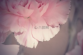 花,開花,花瓣