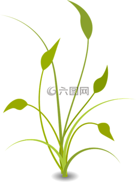 植物,葉子,畢業(yè)