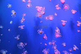水母,海,水族館