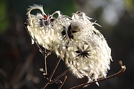 秋季,性質(zhì),休閑區(qū)