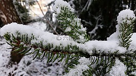 杉木,科,雪