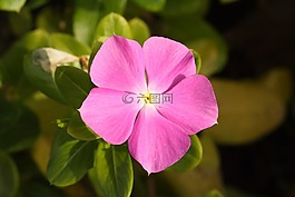 花卉,粉紅色,紫色