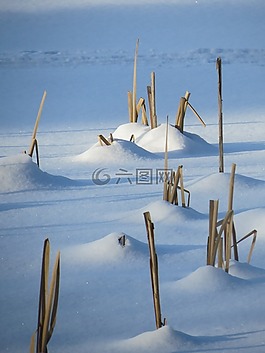 冬天,蘆葦,雪