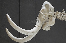 猛犸象,骨架,博物館