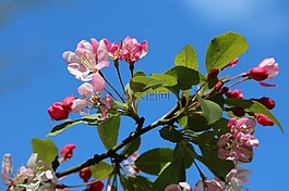 開(kāi)花,粉紅色,白