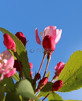 開花,粉紅色,白