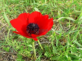 銀蓮花,紅色,自然