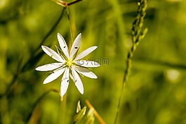 指出花,草地,白