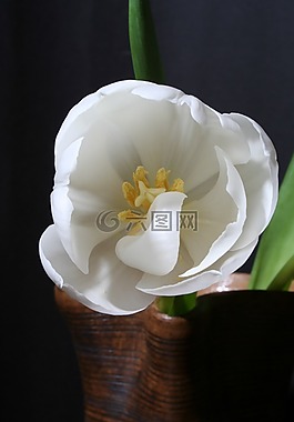 郁金香,白,綠色