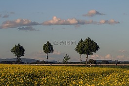 油菜籽場(chǎng),景觀,云