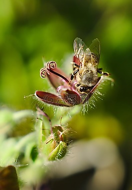 蜜蜂,花,特寫