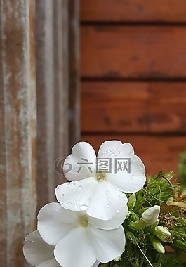 開花,白色的夾竹桃,雨點(diǎn)