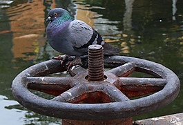 鴿子,鳥,自然
