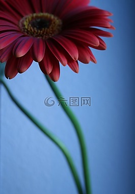 花,開(kāi)花,盛開(kāi)