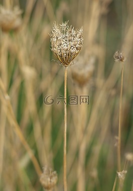 花卉,性質(zhì),宏