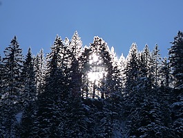日出,冬天,樹木