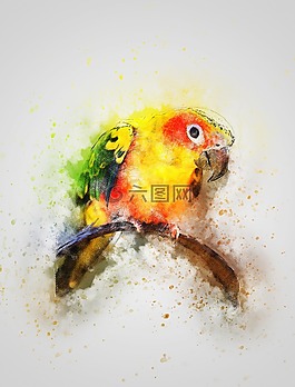 鳥,顏色,動物