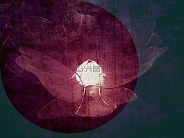 荷,花,圖