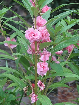 鲜花,花园,绿色的树叶